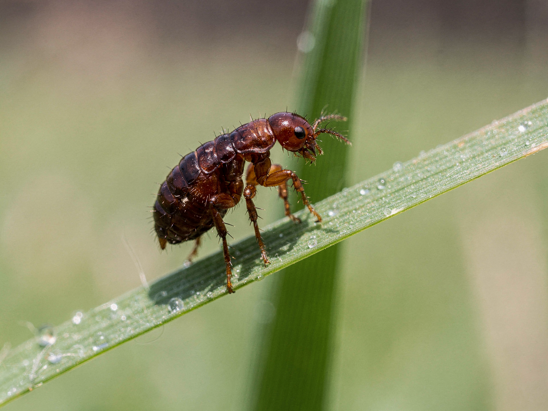 Flea and tick close-up