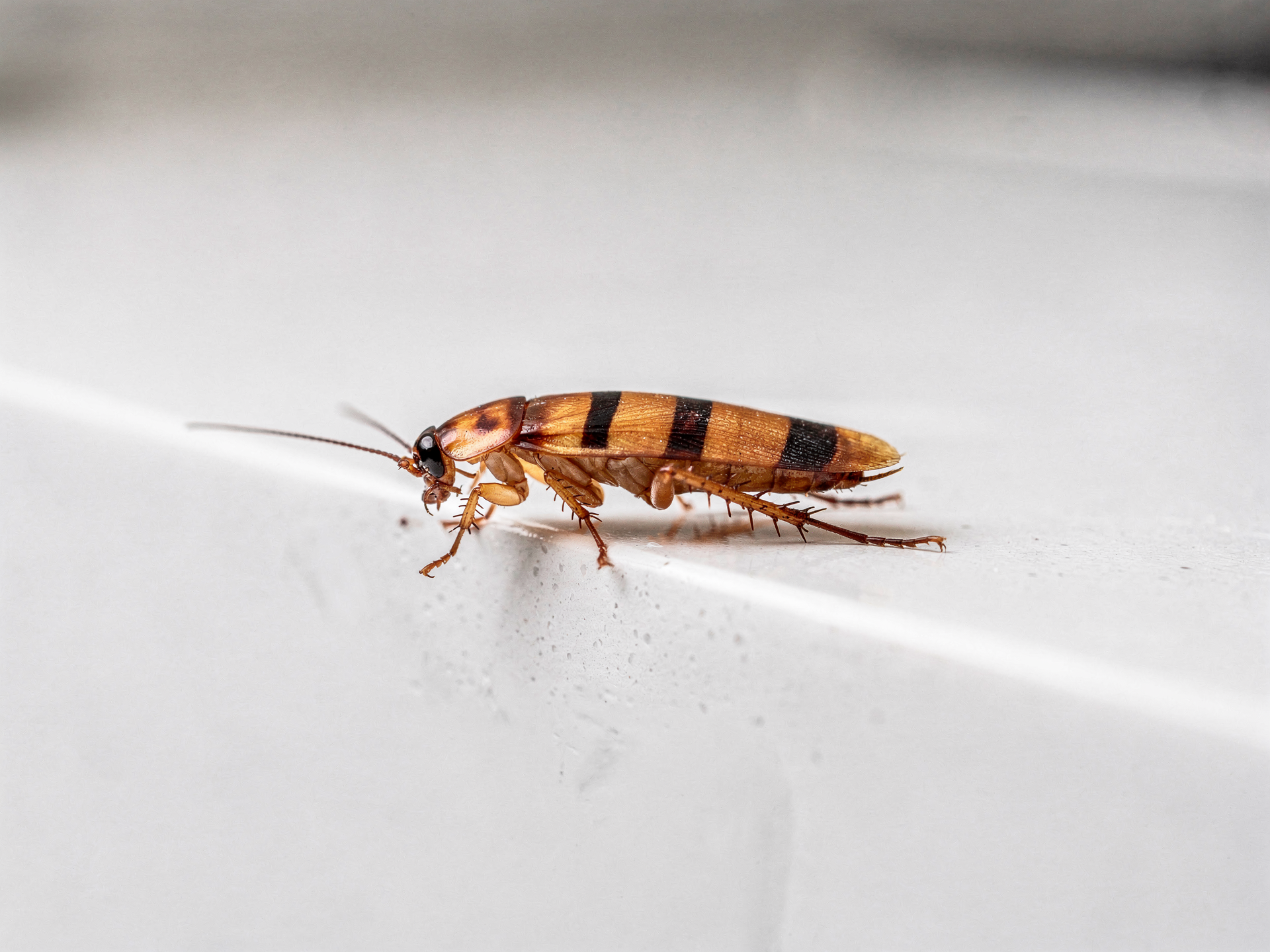 Small striped German cockroach