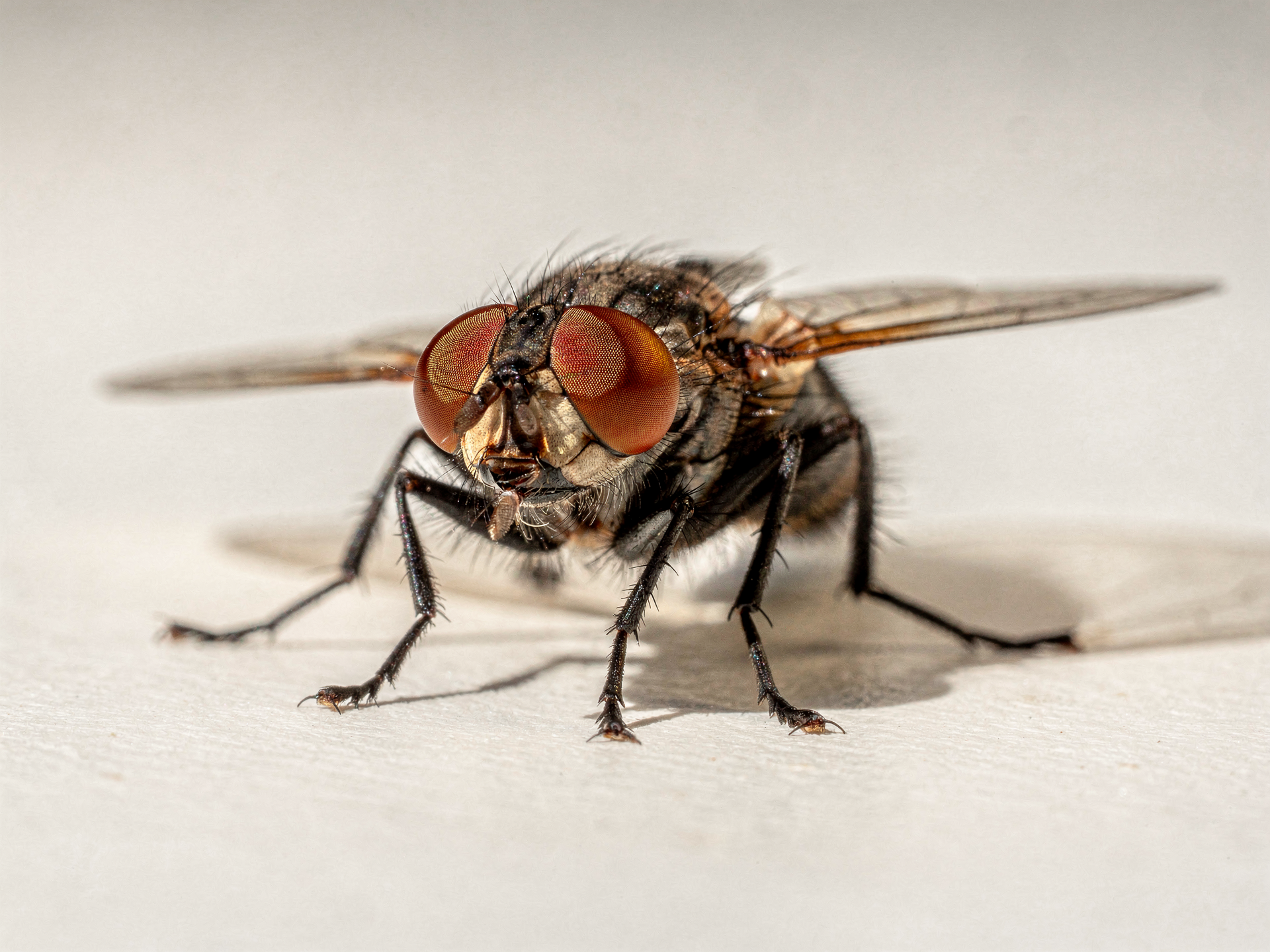House fly
